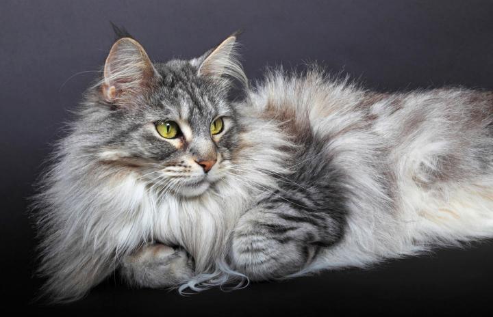 Gato siberiano hipoalergénico