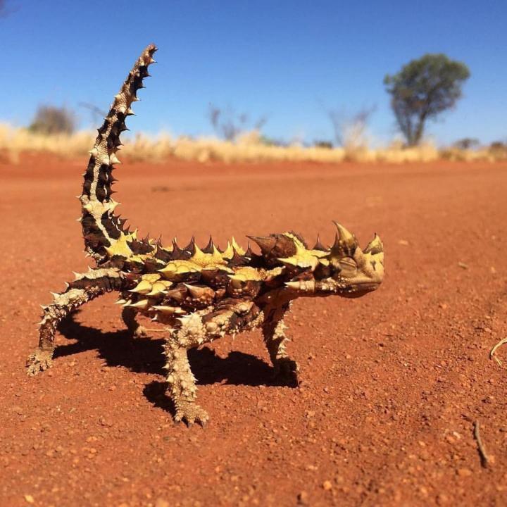 Lagarto diablillo espinoso en el desierto australiano