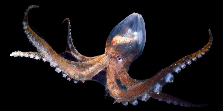 Pulpo transparente marrón Vitreledonella Richardi