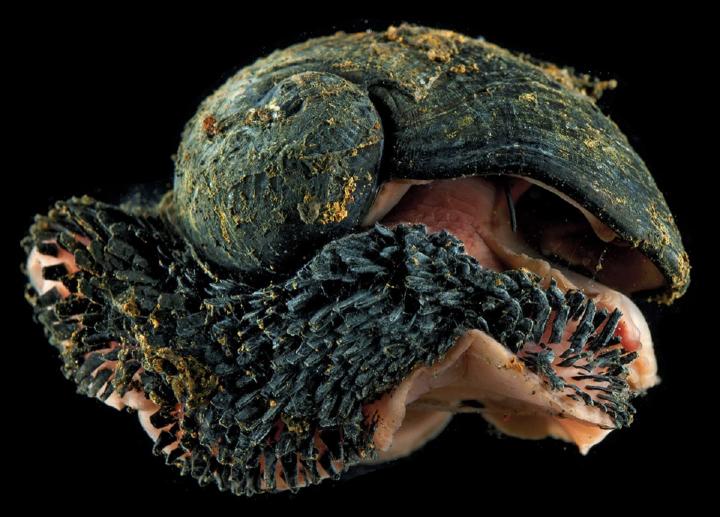 Chrysomallon squamiferum son caracoles que tienen hierro en su concha