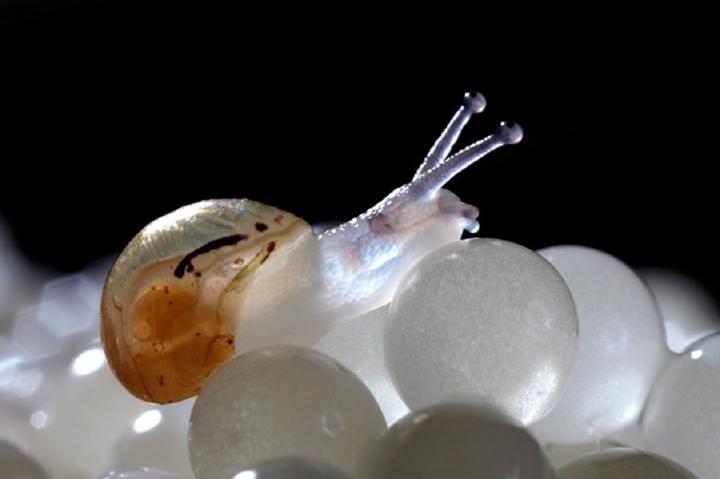 Caracol fantasma subterráneo