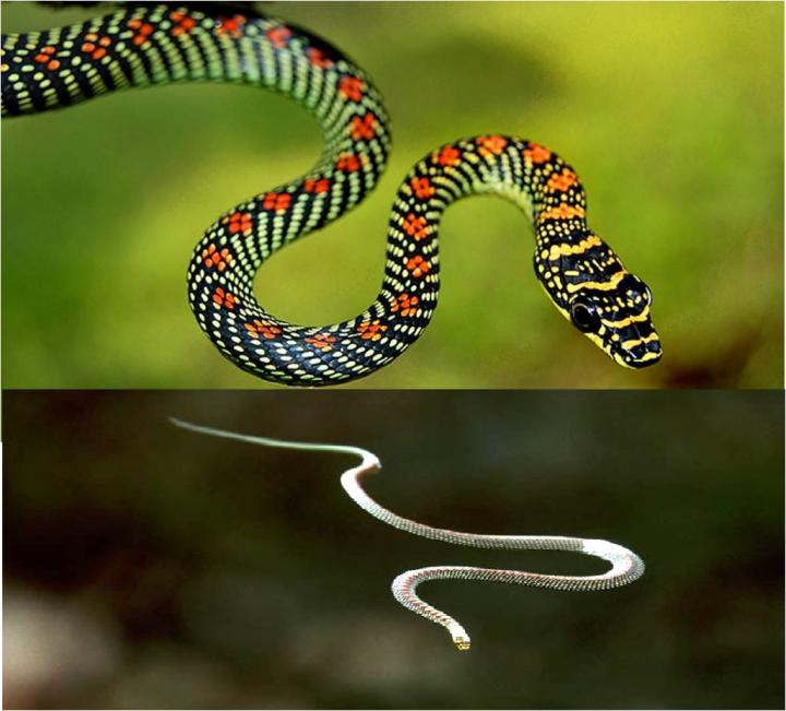 Imagina esta serpiente volando sobre ti