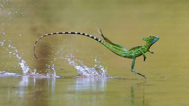 El basilisco debe correr para no hundirse en el agua