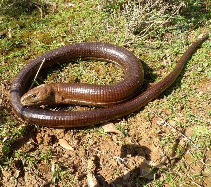  Lagarto apodos sin patas 