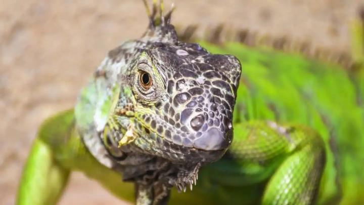 Ojo pineal en reptil