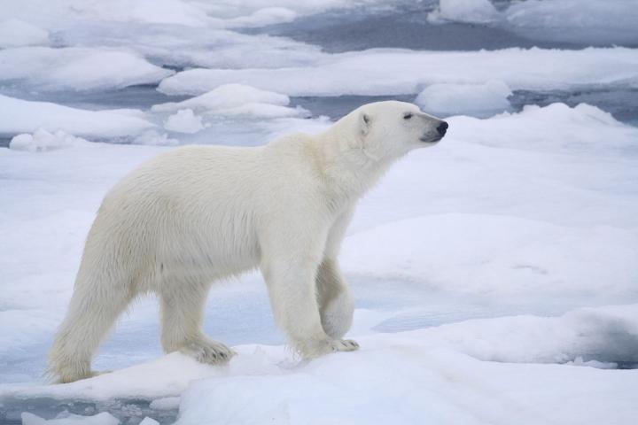 Oso polar blanco hielo