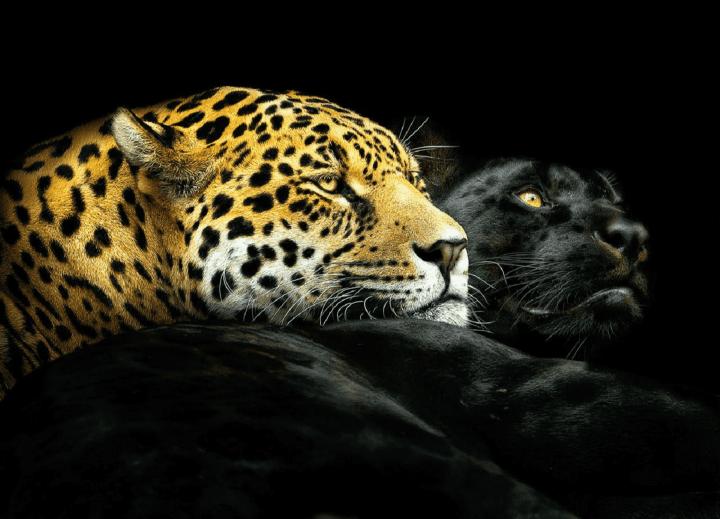 pantera negra leopardo jaguares