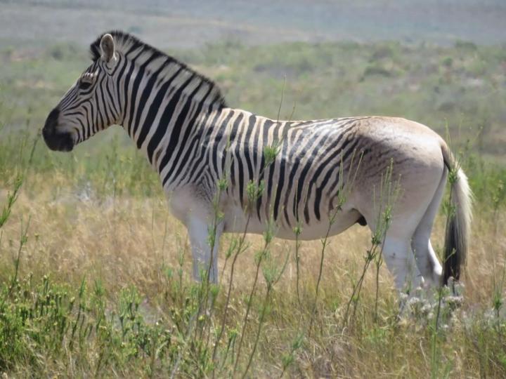 Quagga zebra 