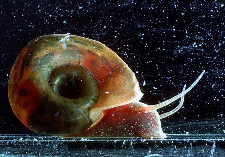 Los caracoles de agua causan esquistosomiasis​.