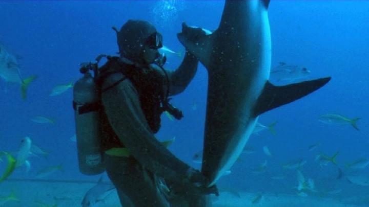 Tiburón en trance