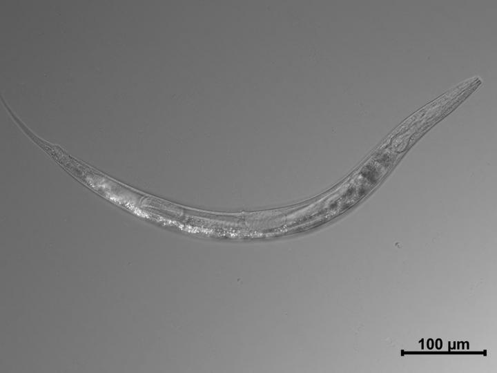 Auanema sp